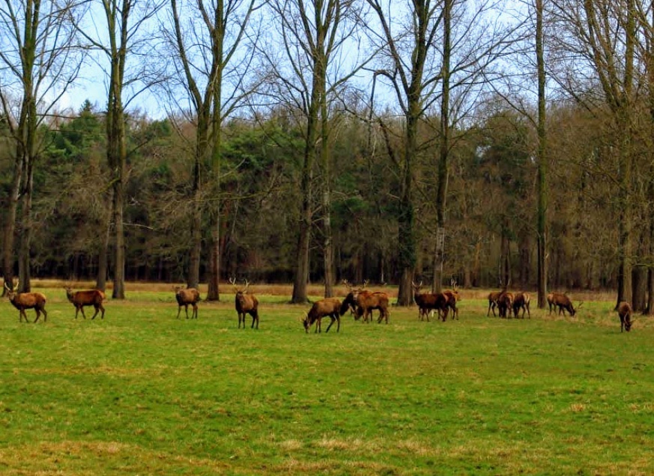 Natuur. - Zoogdieren - Edelherten