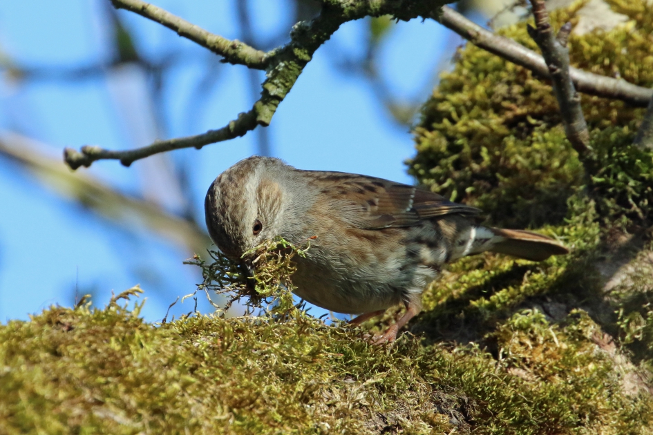 Nestmateriaal verzamelen (1) - Vogels - Heggenmus