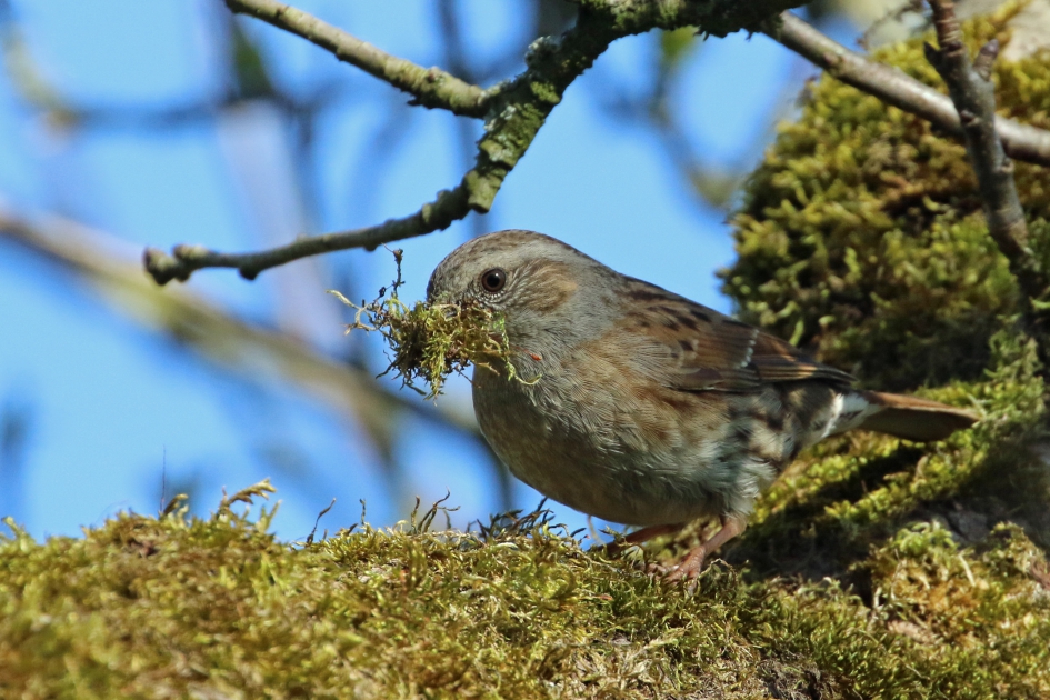 Nestmateriaal verzamelen (2) - Vogels - Heggenmus