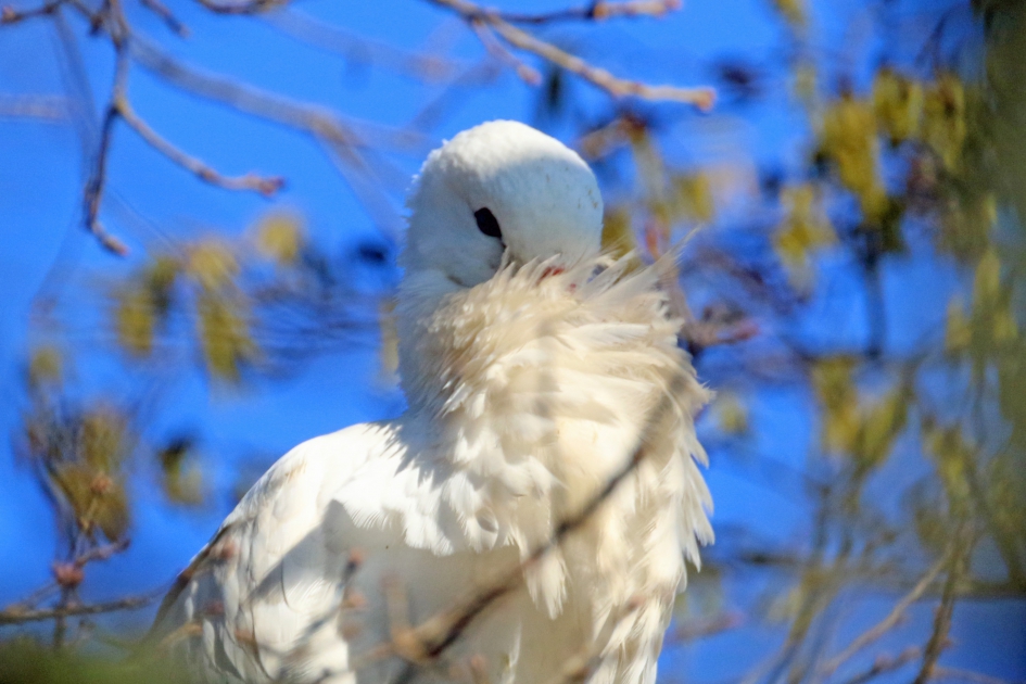 Niet storen svp - Vogels - Ooievaar