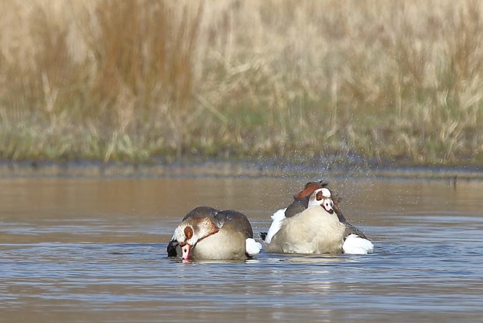 nijlgans - Vogels - nijlgans