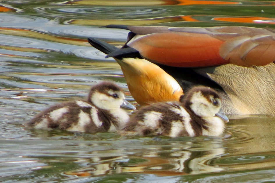 Nijlgansjes - Vogels - 
