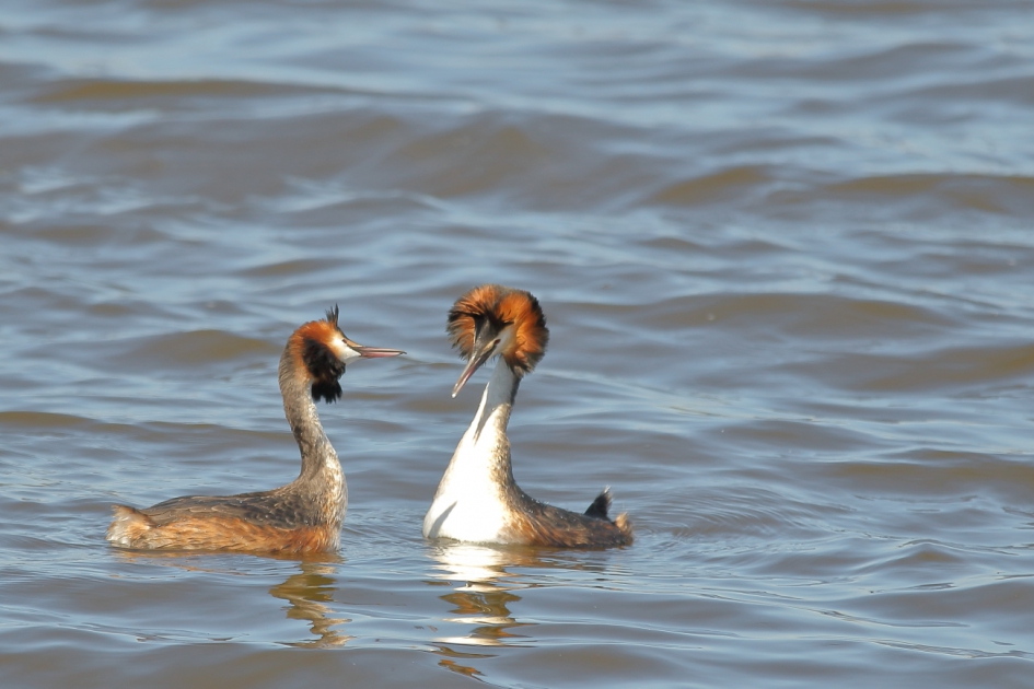 nog steeds verliefd - Vogels - fuut