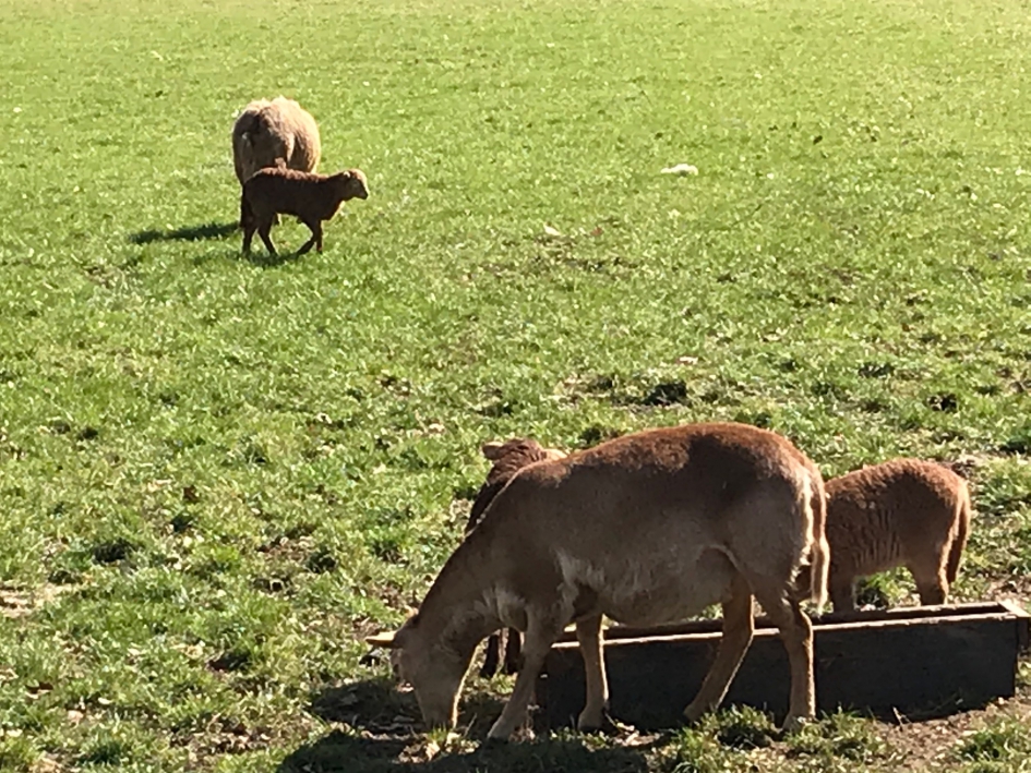 Nolana haarschaap - Zoogdieren - Nolana