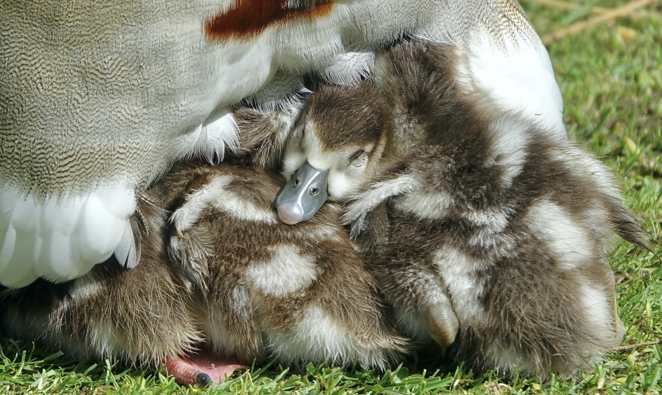 Onder moeders veren 2 - Vogels - Nijlgans