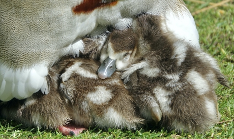 Onder moeders veren 2