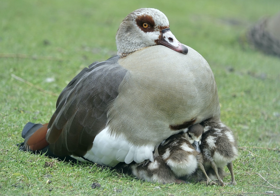 Onder moeders veren - Vogels - Nijlgans