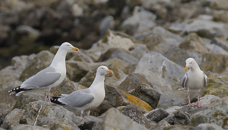onderonsje - Vogels - zilvermeeuw -adult-