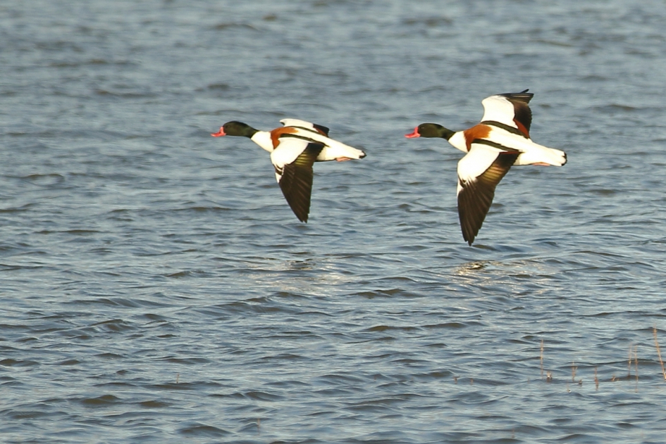 onderweg naar morgen - Vogels - bergeend