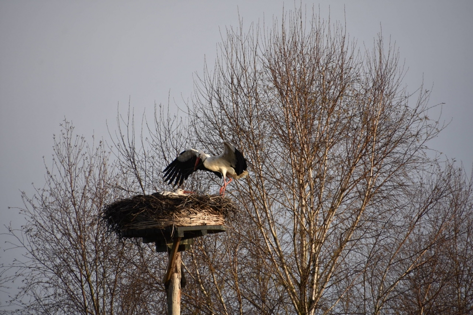 Ooievaars - Vogels - 