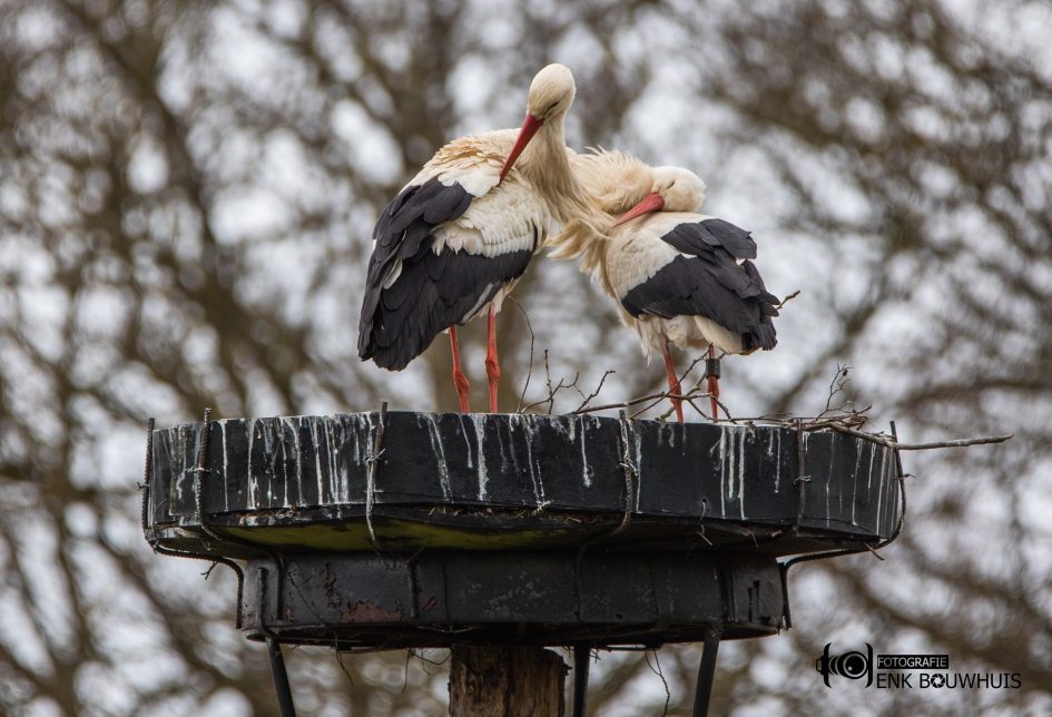 Ooievaars #puzzel - Vogels - 