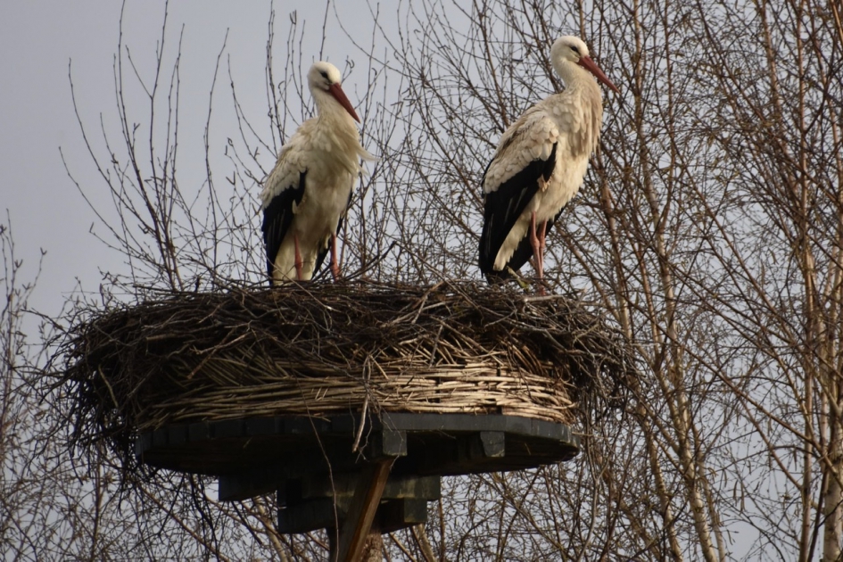 Ooievaars op het nest - Vogels - 
