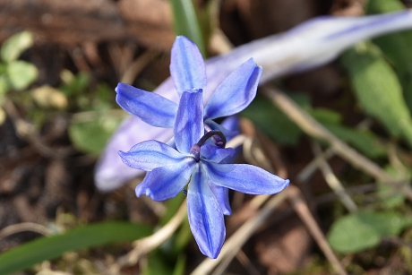 Oosterse sterhyacint