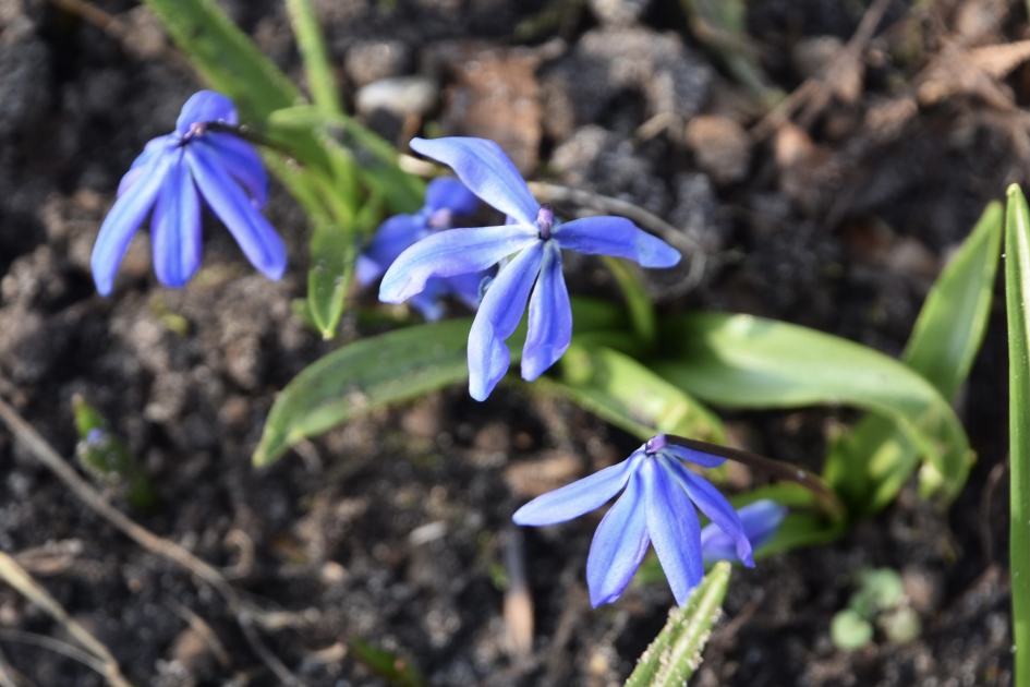 Oosterse sterhyacint - Planten - 