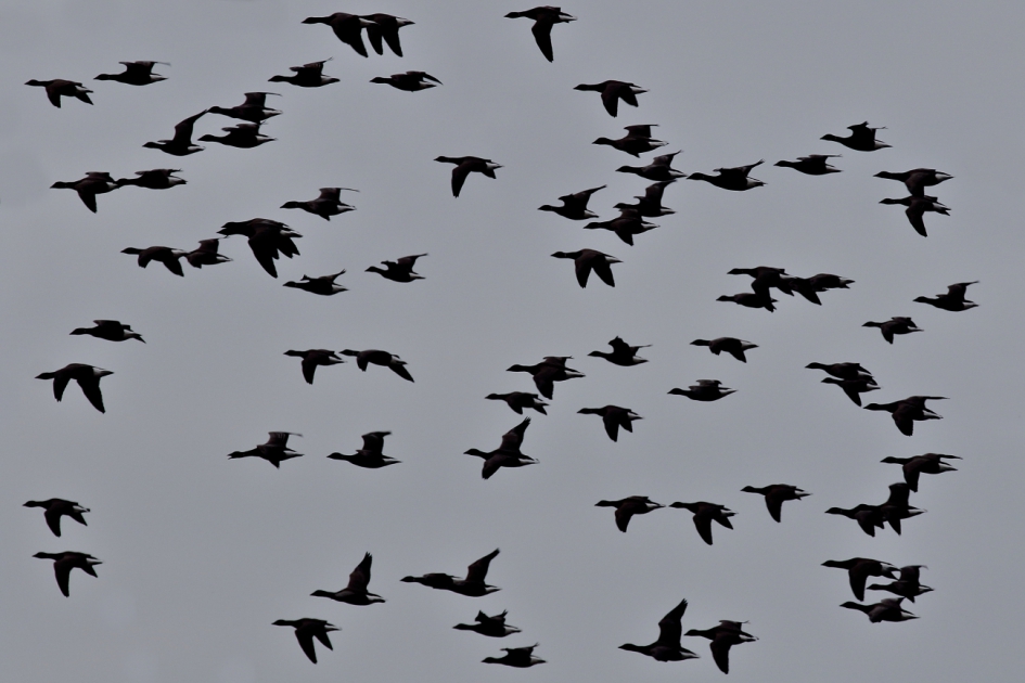 op een grijze dag - Vogels - rotgans
