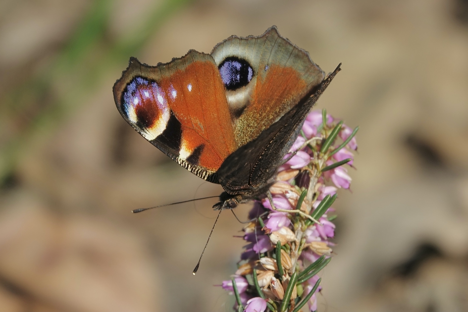 Op onmisbare winterheide - Geleedpotigen - Dagpauwoog