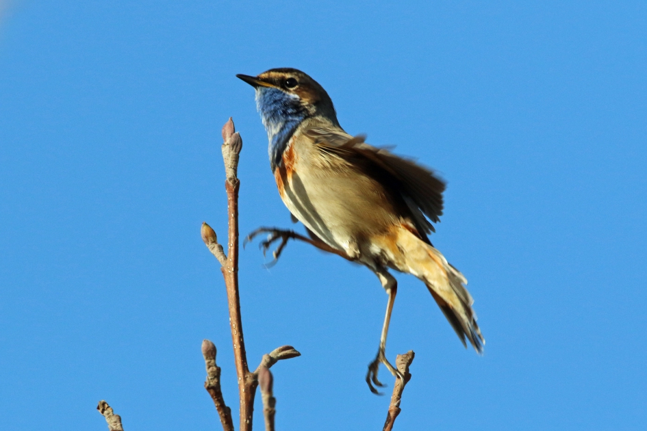 Op stap.. - Vogels - Blauwborst