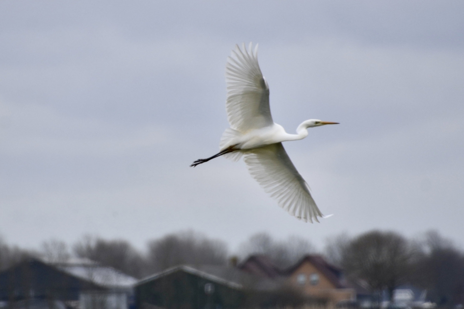 Op weg - Vogels - Zilverreiger