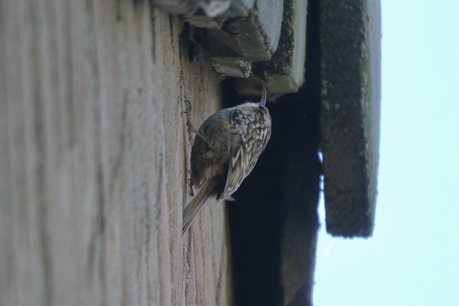 Op Zoek Naar Onderdak - Vogels - Boomkruiper