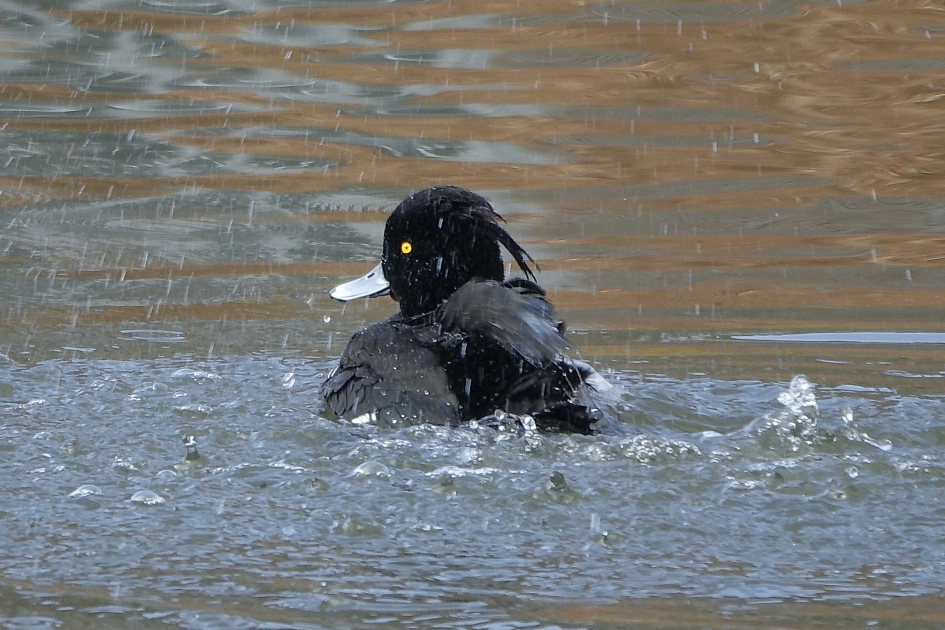Opvallend oog - Vogels - Kuifeend