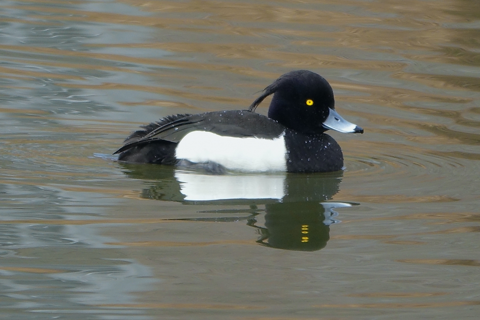 Opvallende ogen - Vogels - Kuifeend