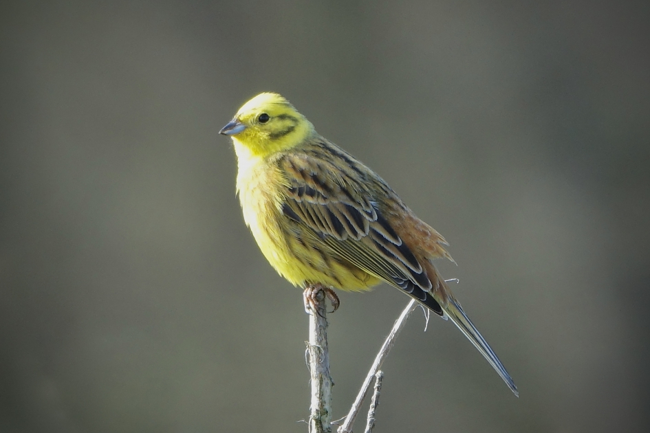 Opwarmend Zonnetje - Vogels - Geelgors
