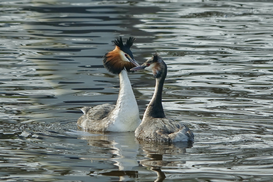 Opwinding in prachtkleed - Vogels - Fuut