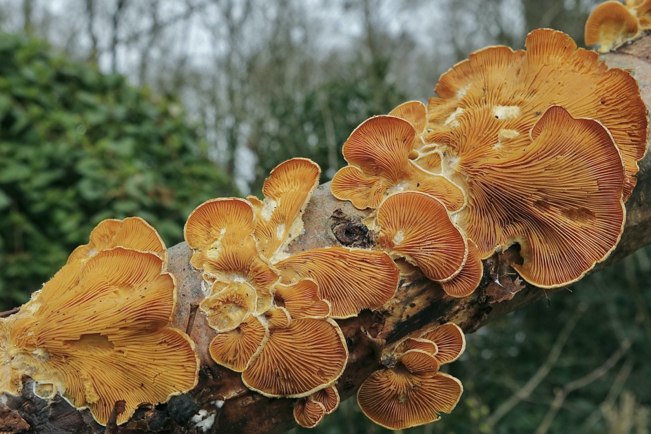 Oranje Oesterzwam - Schimmels - Oranje Oesterzwam
