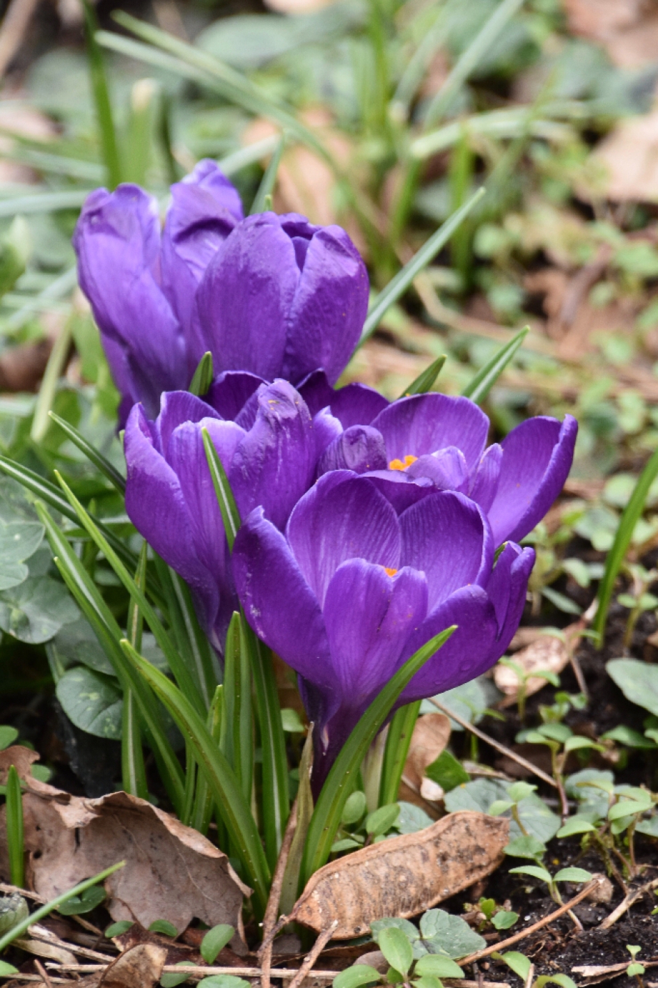 Paarse krokussen - Planten - 