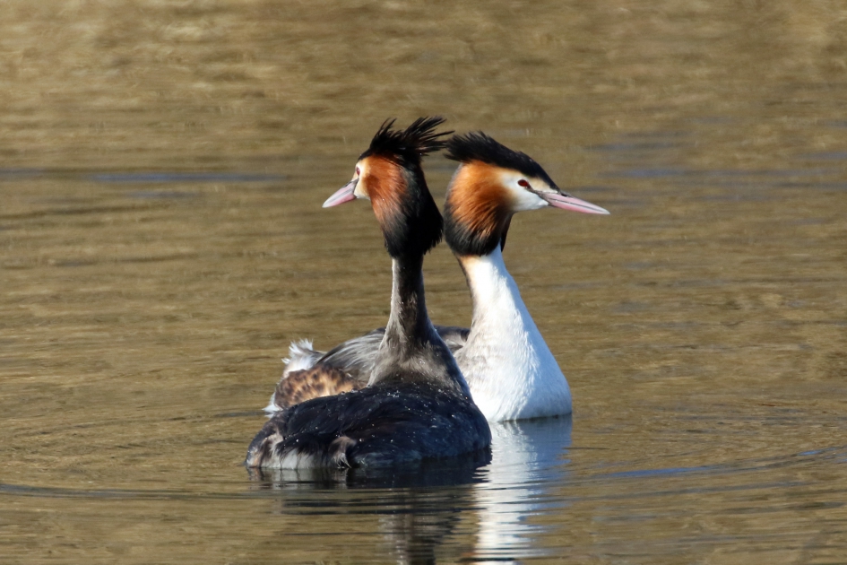 Paartje futen - Vogels - 