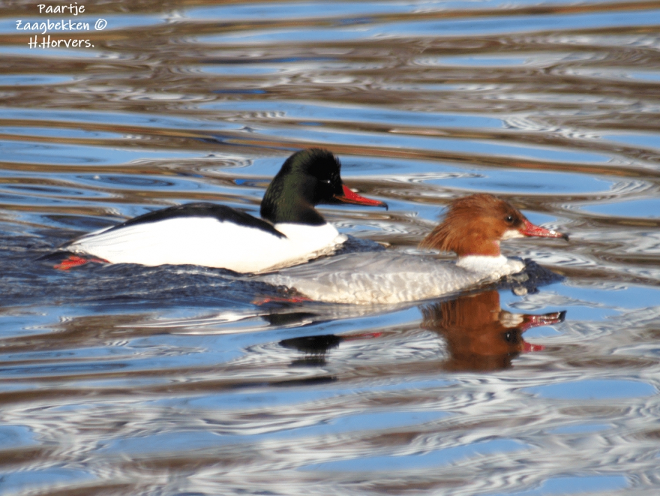 Paartje Zaagbekken. - Vogels - Paartje Zaagbekken.