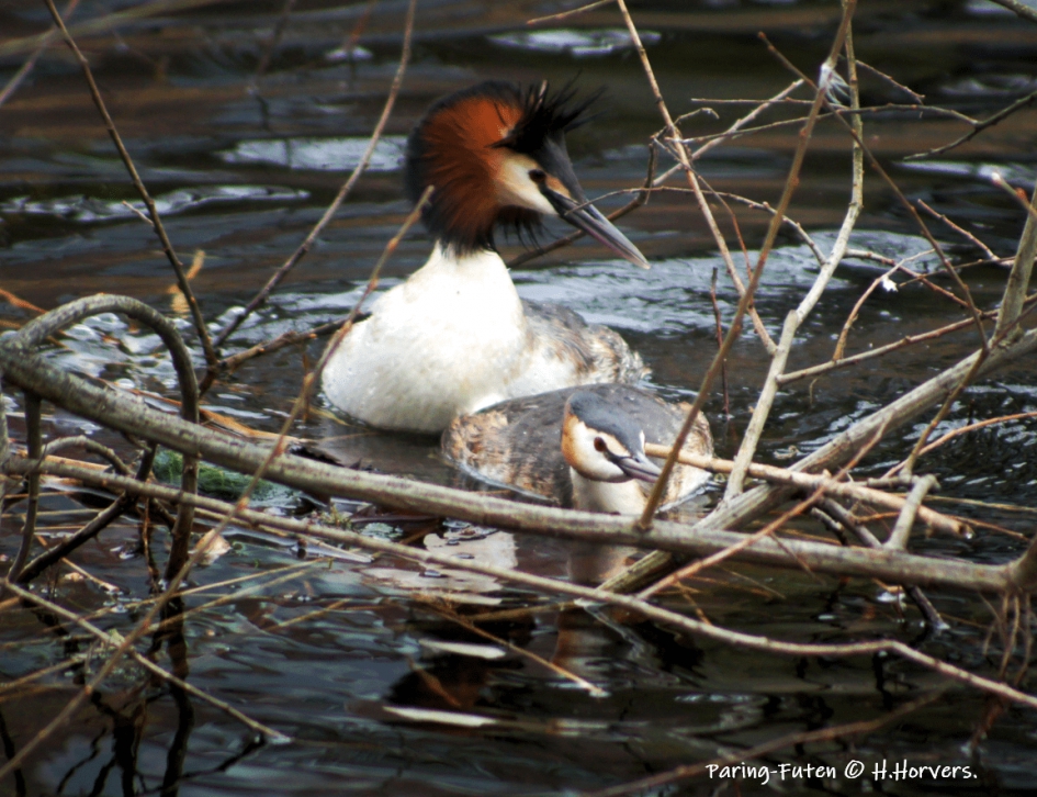 Paring Futen - Vogels - Paring Futen