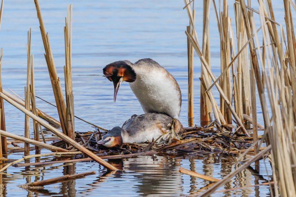 Paring Futen - Vogels - Futen