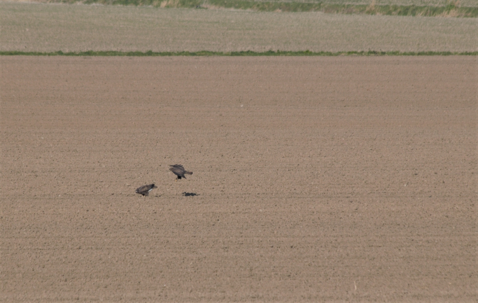 Paring van de Buizerd. 1 - Vogels - Buizerd