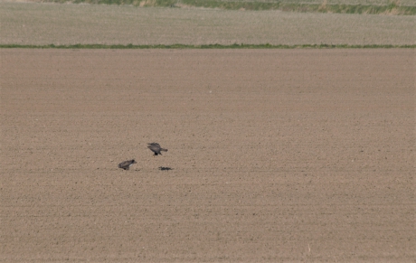 Paring van de Buizerd. 1