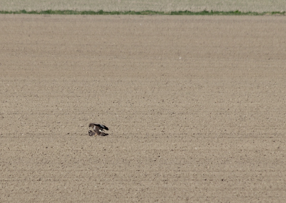 Paring van de Buizerd. 3 - Vogels - Buizerd