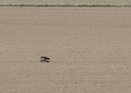 Paring van de Buizerd. 3