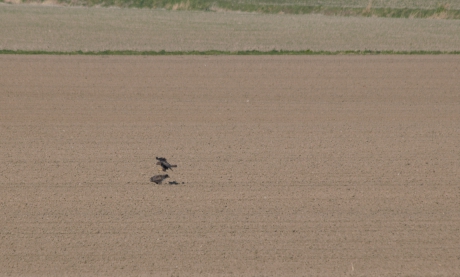 Paring van de Buizerd . 2