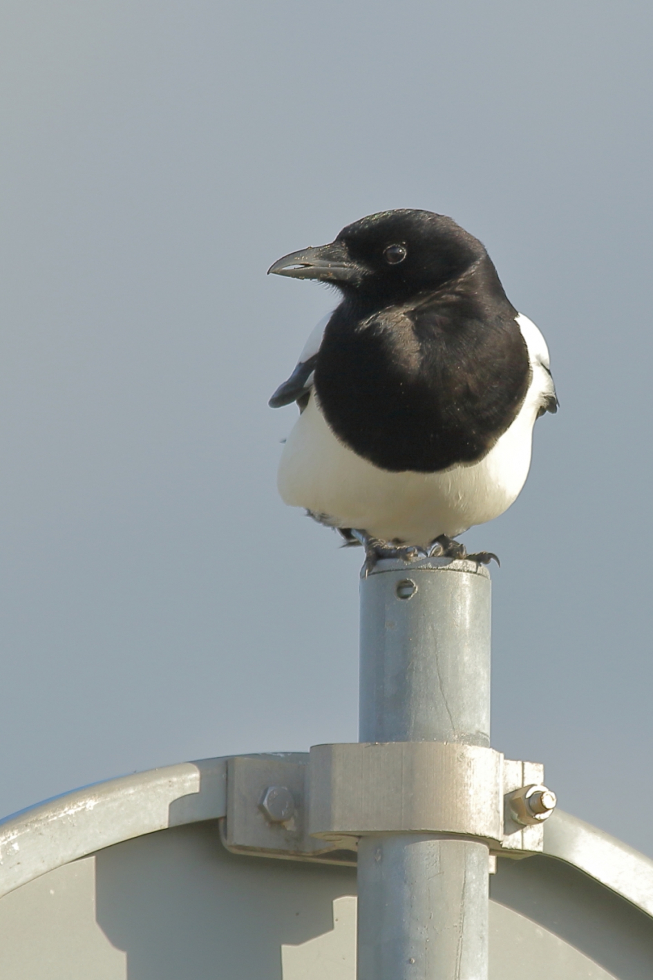 past precies - Vogels - ekster