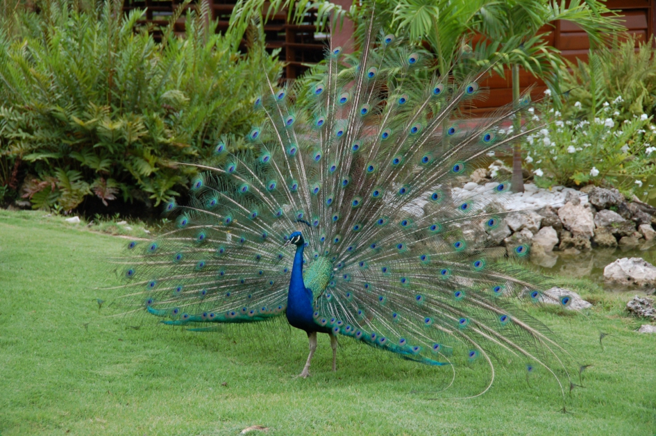 Pauw met verenpracht #Puzzel - Vogels - Pauw