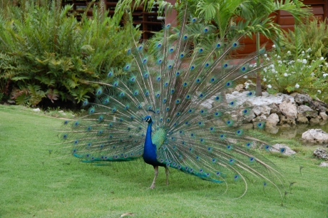 Pauw met verenpracht #Puzzel