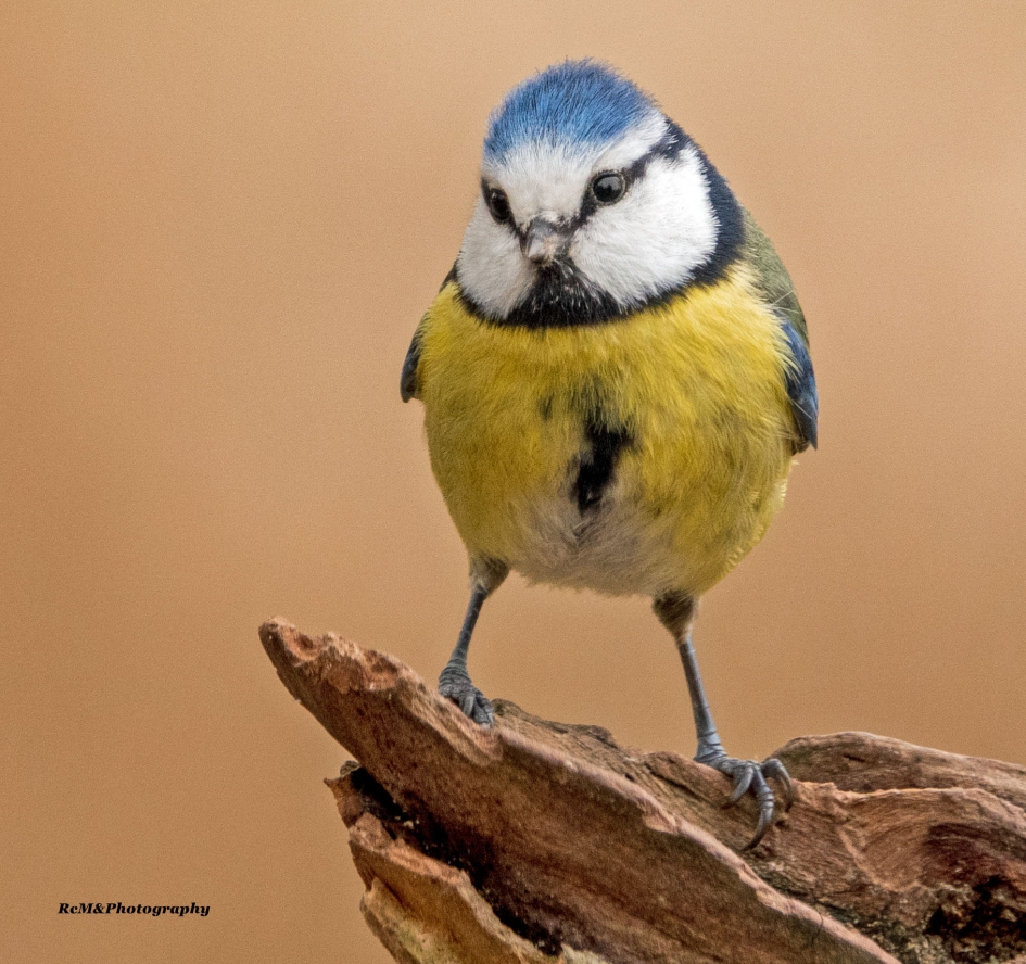 Pimpelmees. - Vogels - Pimpelmees.