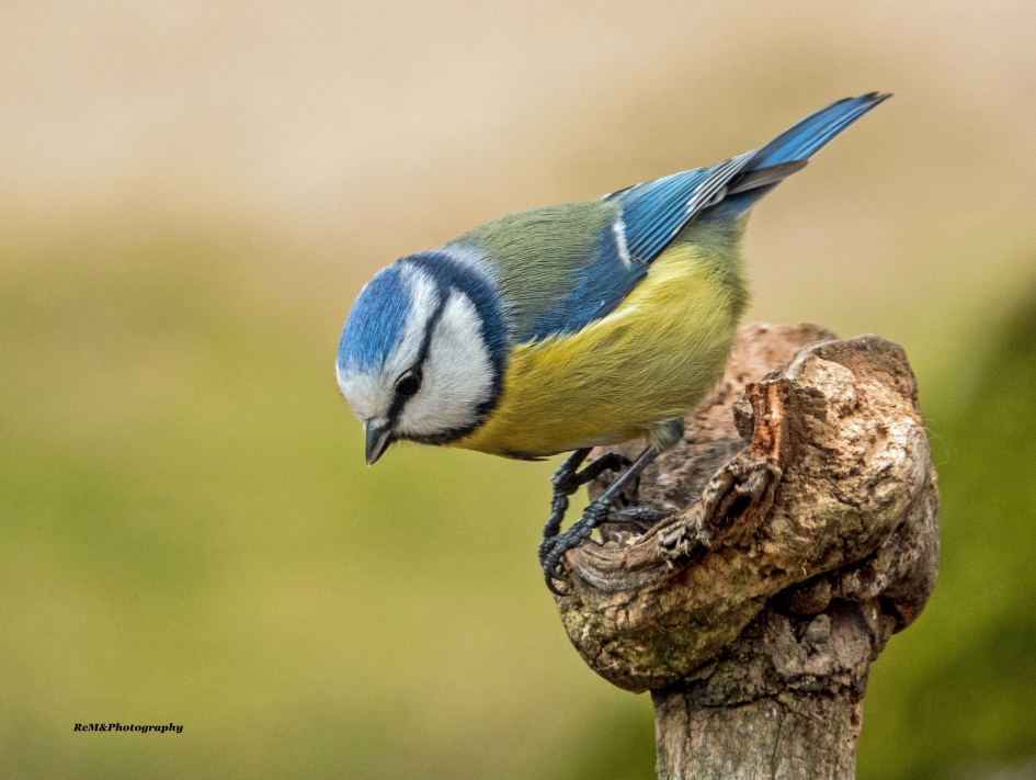 Pimpelmees. - Vogels - Pimpelmees.