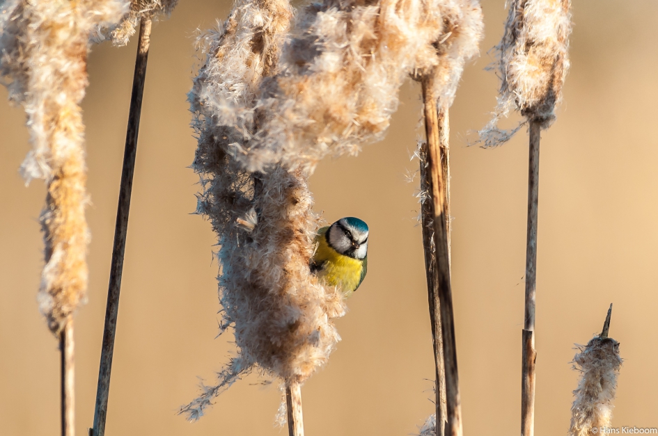 Pimpelmees op de Liskodde of ook wel Koelemaaier in het dialect - Vogels - Pimpelmeesje