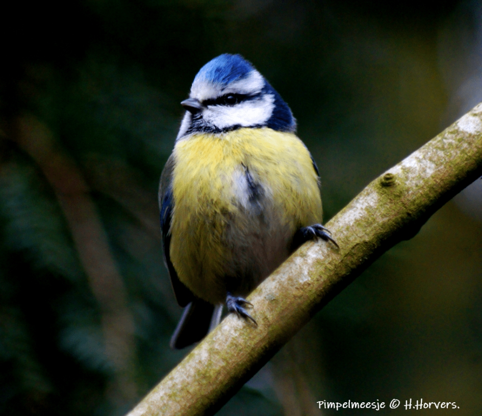 Pimpelmeesje. - Vogels - Pimpelmeesje.