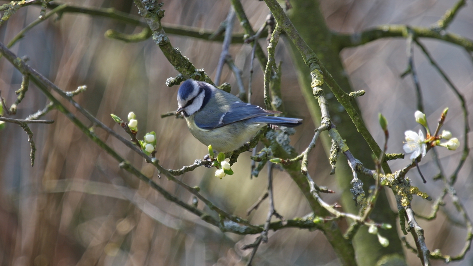 Pimpelmeesje - Vogels - Pimpelmees