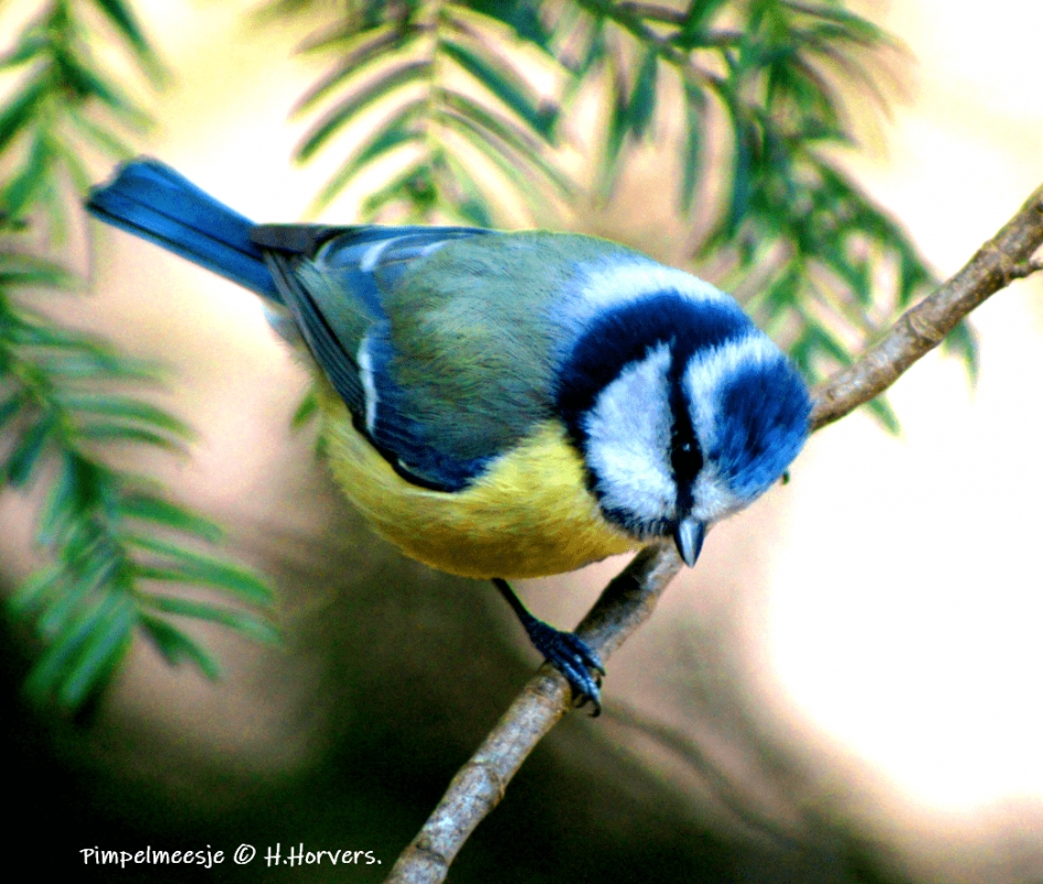 Pimpelmeesje - Vogels - Pimpelmeesje