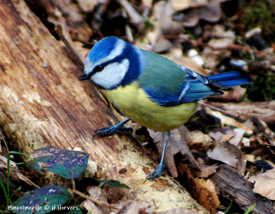 Pimpelmeesje - Vogels - Pimpelmeesje