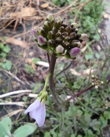 Pinksterbloem