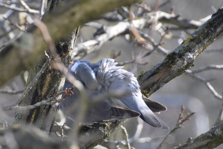 Poetsende duif - Vogels - Houtduif